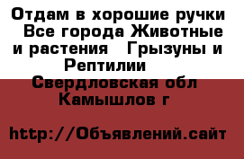 Отдам в хорошие ручки - Все города Животные и растения » Грызуны и Рептилии   . Свердловская обл.,Камышлов г.